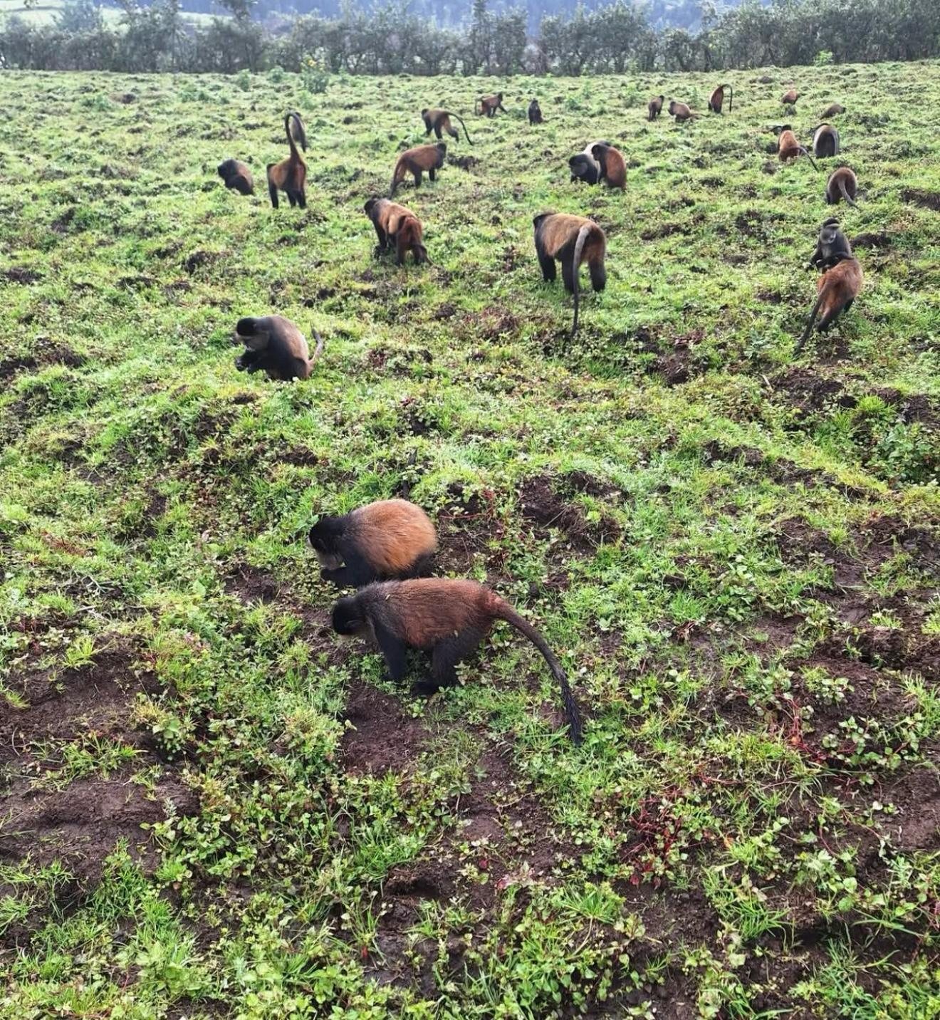 Golden Monkey Trekking Experience